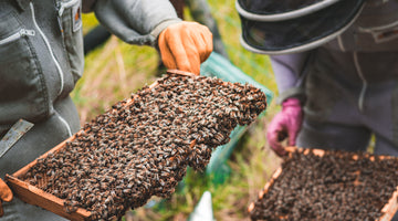 Gower Brewery Welsh Ales & Beers stories - Little Walterstone Farm