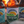 Load image into Gallery viewer, Oxwich IPA